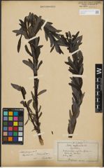 Foto von Salix purpurea L.
